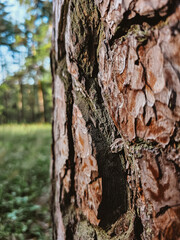 Tree bark texture