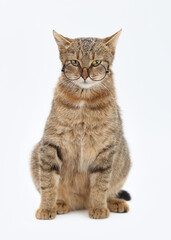 Close up portrait photo of short hair gray cat wearing glasses on white background. Beautiful Cat looks at the camera. Cute Kitten. Pet. Animal care. Copy space