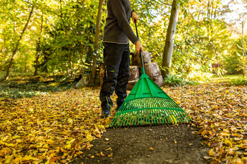 Laub im Herbst im Garten mit einem Rechen zusammen fegen