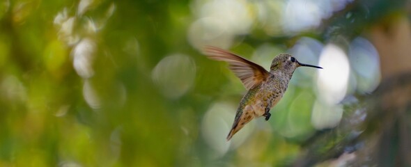 Obraz premium Small, brown bird with a long beak hovers in mid-air