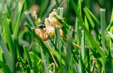 Housefly rests on a dried leaf in a field of tall green grass