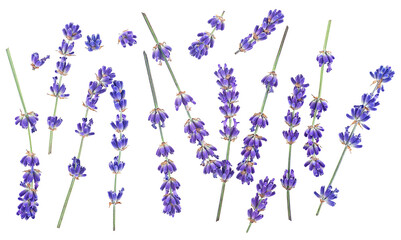 Fresh lavender flowers isolated on a white background, top view. Set of lavender.
