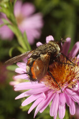 bee on pink flower