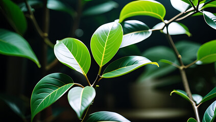 Obraz premium ficus plant green rubber material cut usable parts crafting projects