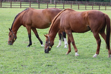 Fototapeta premium Horses in Ireland