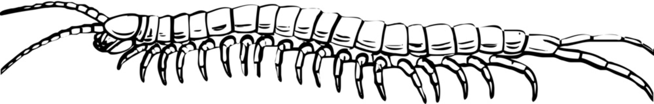 centipede