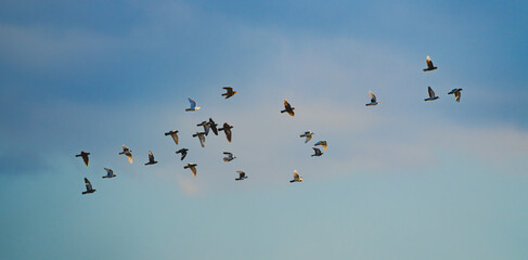 Pigeons of various colors flying in a group