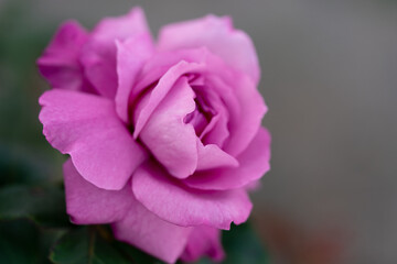 Beautiful flowers for your interior