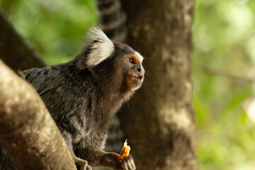 Golden lion tamarin on top of a tree looking at nature, with trees in the green background
