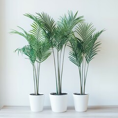 Obraz premium Three potted palm trees in a row.
