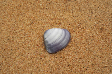 Tropical beach shells
