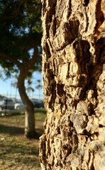 Intricate Details of Nature: Tree in Macro
