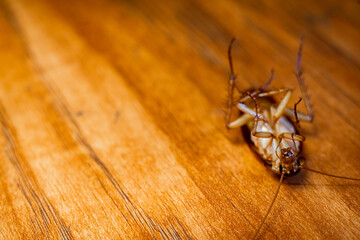 Close up photo of a dead cockroach on a wood floor.