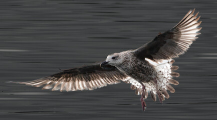 Obraz premium Gull in Flight 