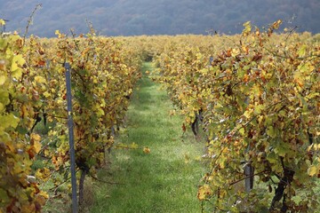 Fototapeta premium Handout