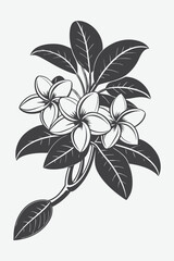 Plumeria Branch with Flowers Silhouette Vector Design for Tropical and Exotic Themes