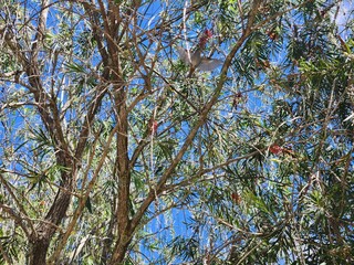 image of tropical trees seen from bottom to top