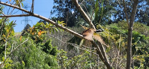 yellow bird on tree branch in brazil