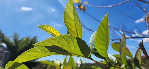 green leaves and sunlight illuminating the leaves