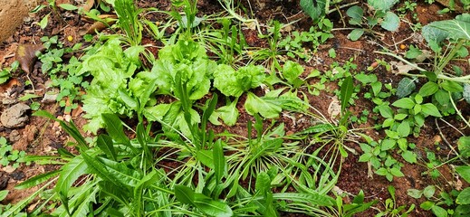 lettuce planting in vegetable garden