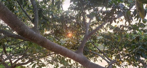 late afternoon in a park in front of the lake in Brazil