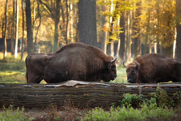 Żubr europejski, gatunek zagrożony. Pszczyna. © mycatherina