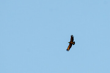 condor in flight in the sky of patagonia