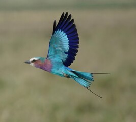 Beautiful lilac roller bird in flight