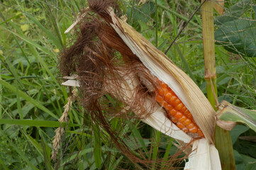 corn in the grass