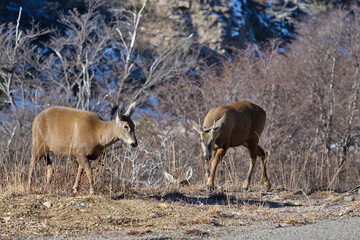deer ( huemul ), in the wild at Cerro castillo national park