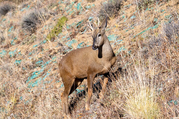 deer ( huemul ), in the wild at Cerro castillo national park