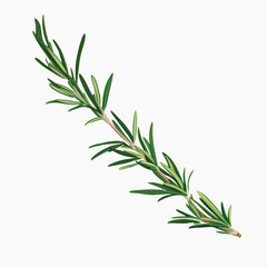 Naklejka premium Fresh aromatic rosemary herb sprig