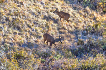 deer ( huemul ), in the wild at Cerro castillo national park