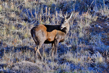 deer ( huemul ), in the wild at Cerro castillo national park