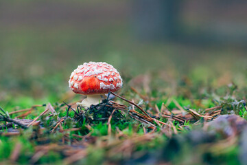 Young Amanita Muscaria, Known as the Fly Agaric or Fly Amanita: Healing and Medicinal Mushroom with...