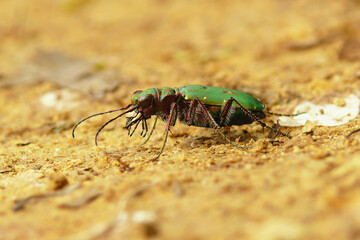 Green predatory beetle in the desert macro shot of an insect