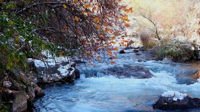 The first autumn snow fell on trees with red leaves, this is a wild apricot orchard in the mountains, they bend over a mountain river with blue water Uzun Kargaly Gorge in Almaty, Kazakhstan.