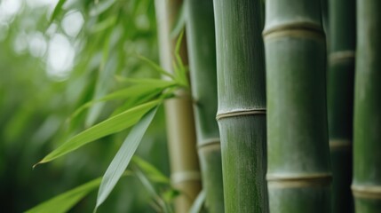 Fototapeta premium 静かな竹林：環境に優しいデザインと静かな空間のための自然のコンセプト
