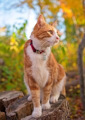 cat in the autumn