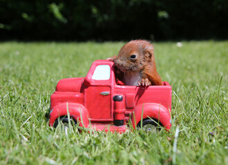 junges Eichh&ouml;rnchen