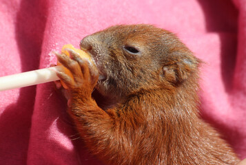 Eichh&ouml;rnchenbaby