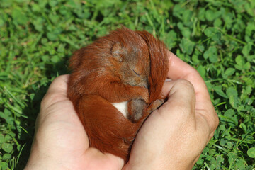 Eichh&ouml;rnchenbaby