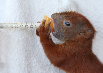 Eichh&ouml;rnchenbaby