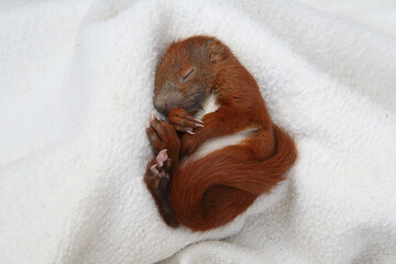 Eichh&ouml;rnchenbaby