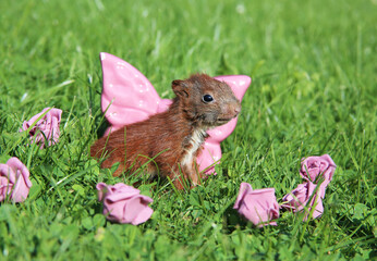 junges Eichh&ouml;rnchen