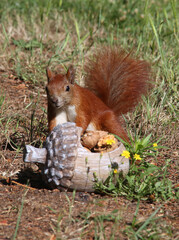 rotes Eichh&ouml;rnchen