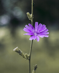 violette Blume im Sommer