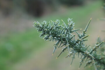 Close Up Gorse - Scottish Highlands