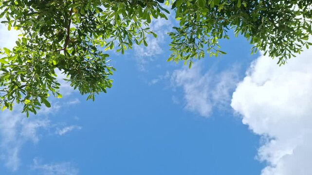 Frame tree leaves look up view 