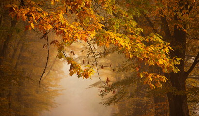 Jesienny, mglisty poranek w parku w Pszczynie. Jesienna aleja drzew. © mycatherina